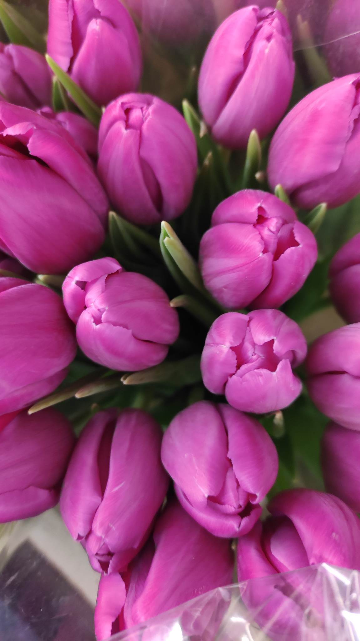 Tulpės ružavos